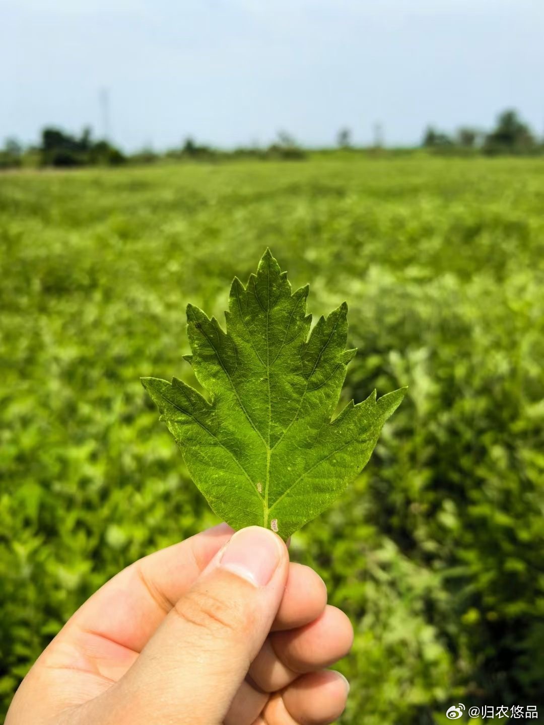 F艾草直播，學(xué)習(xí)、蛻變與自信之種在每次點(diǎn)擊中綻放光彩