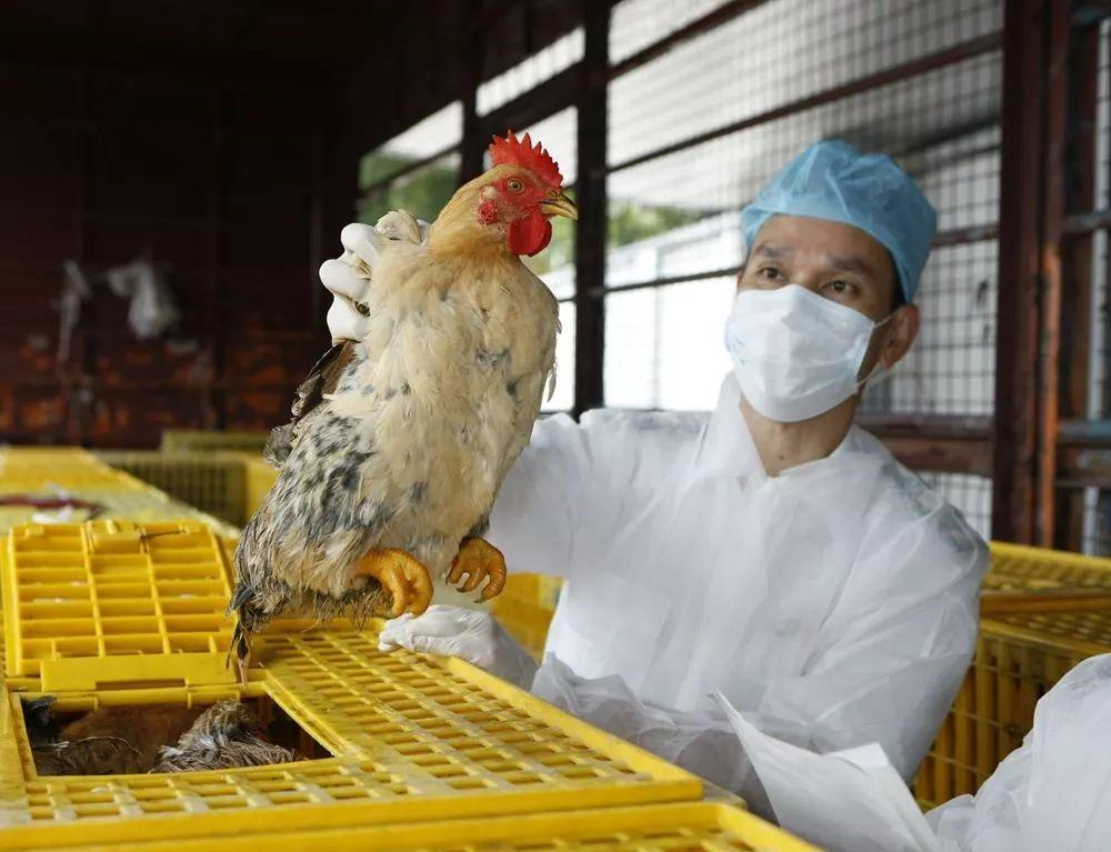 廣東H7N9最新消息，巷弄深處的隱藏瑰寶