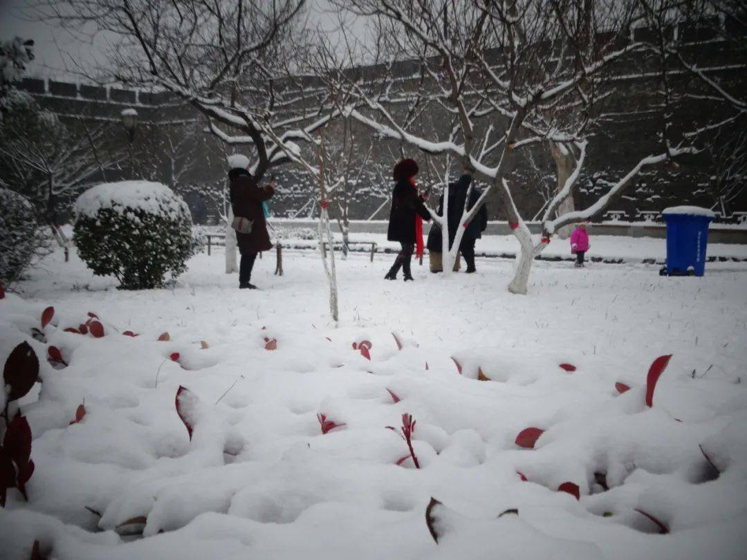 最新下大雪，自然盛宴背后的啟示