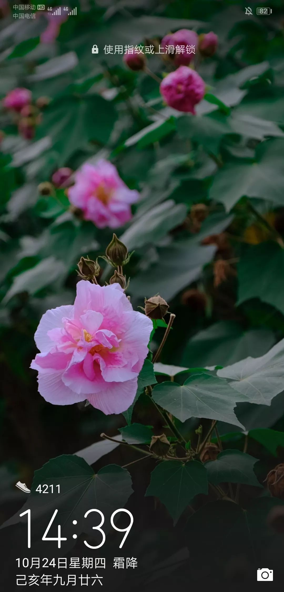 最新花花經(jīng)，花卉種植的新趨勢與技巧概覽