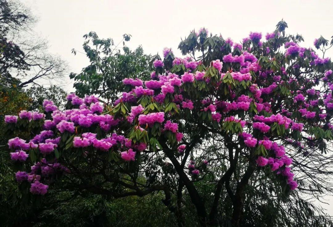 逗艷直播最新探索自然美景，尋找內(nèi)心平和喜悅之旅