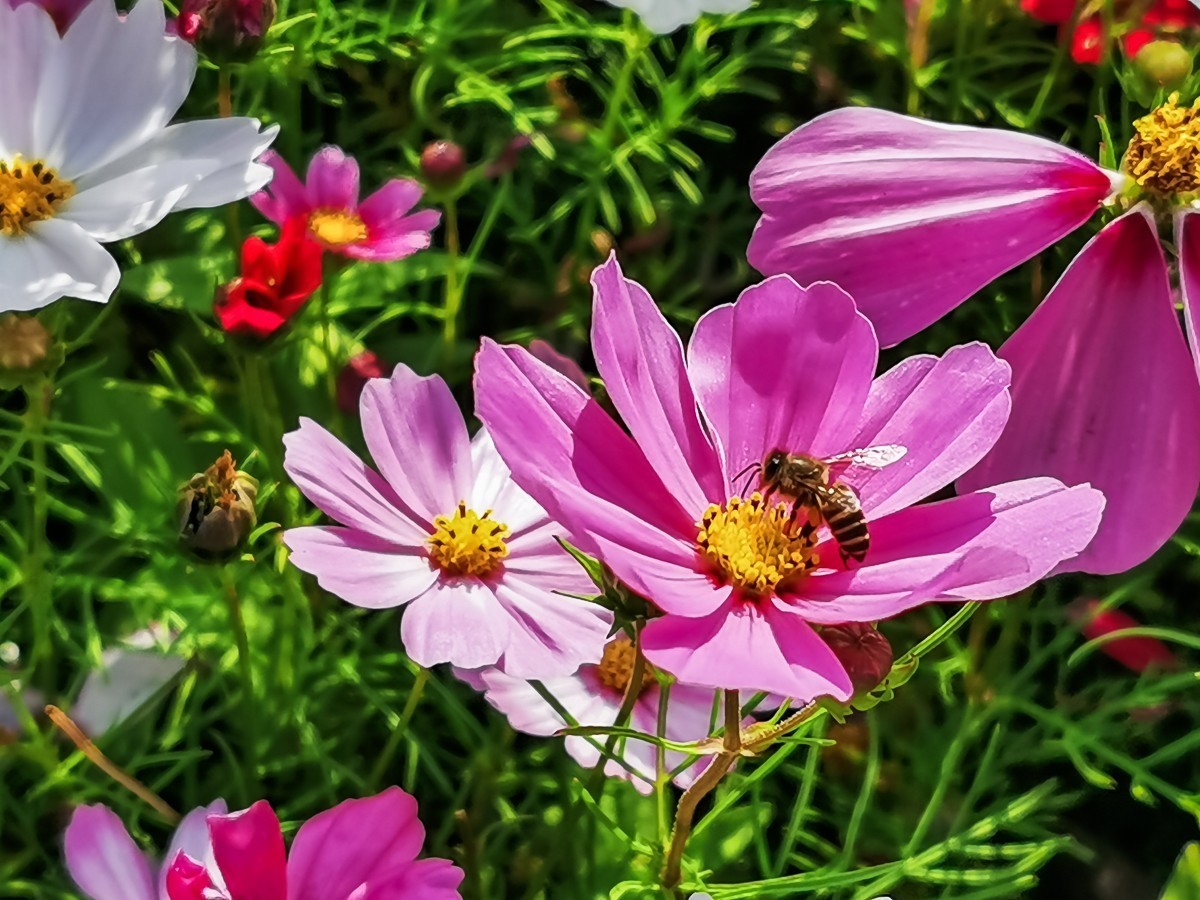 最新格?；?，小巷深處的神秘花園探秘