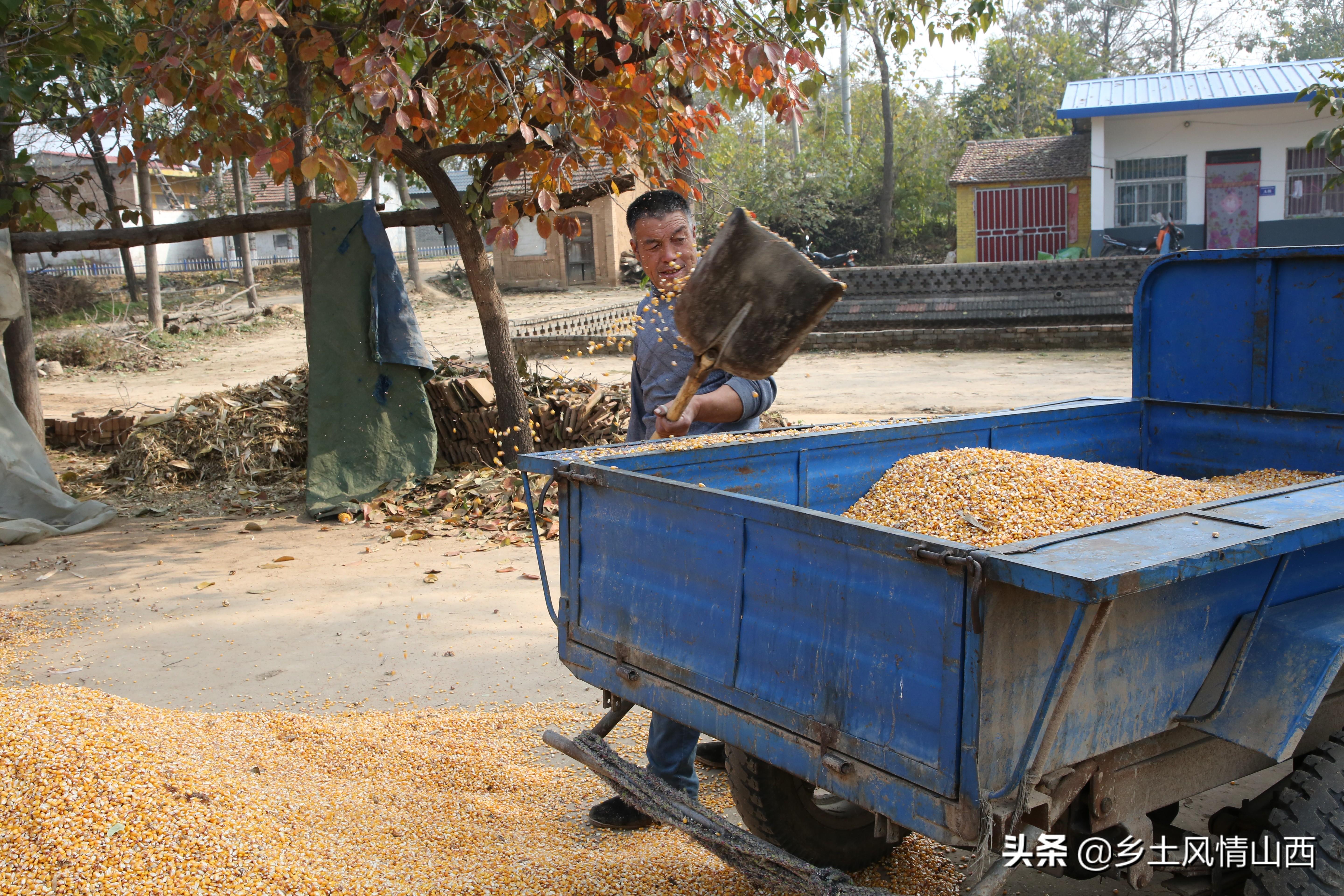 河南玉米最新行情與心靈寧?kù)o之旅的探索