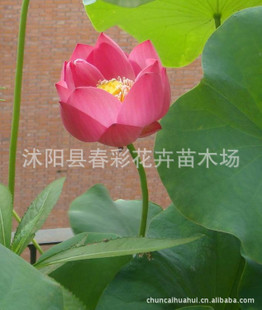 荷花價(jià)格盛夏之韻，優(yōu)雅之選，綻放你的魅力風(fēng)采