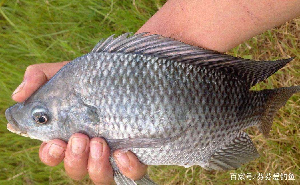 最新羅非魚釣捕教程視頻，一步步教你成為釣魚高手達(dá)人